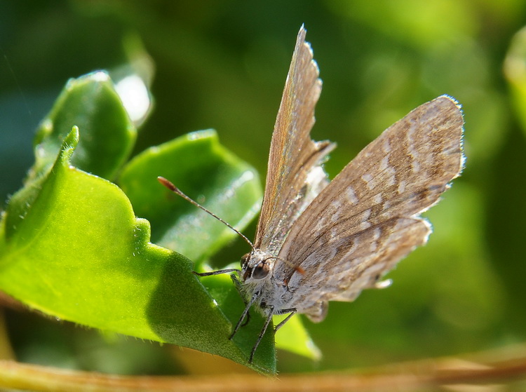 Cacyreus marshalli
